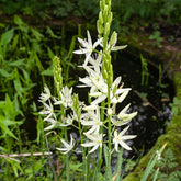 Prärielilie (x3) - Camassia 'leichtlinii'