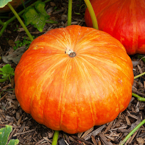 Cucurbita maxima rouge vif d'etampes - Kürbis 'Rote Zentner' - Samen für Kürbisse