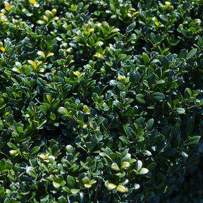 Japanische Stechpalme - Ilex crenata Dark Green - Willemse