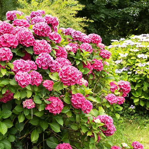 Hydrangea macrophylla - Bauernhortensie rosa - Großblättrige Hortensie