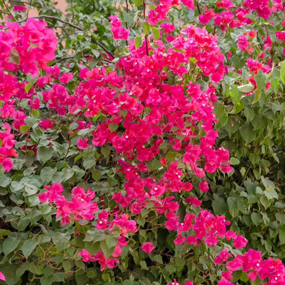 Drillingsblume - Bougainvillea pink