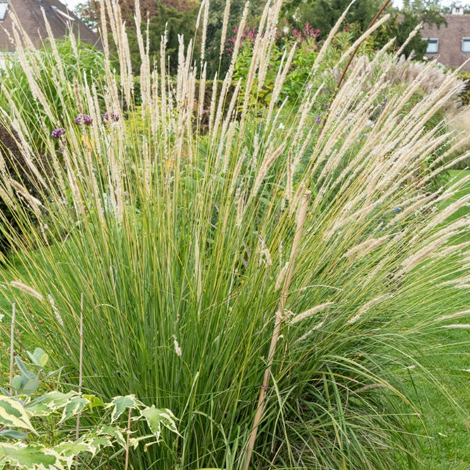 Pennisetum - Aufrechtes Lampenputzergras (Pennisetum alopecuroides) - Pennisetum macrourum