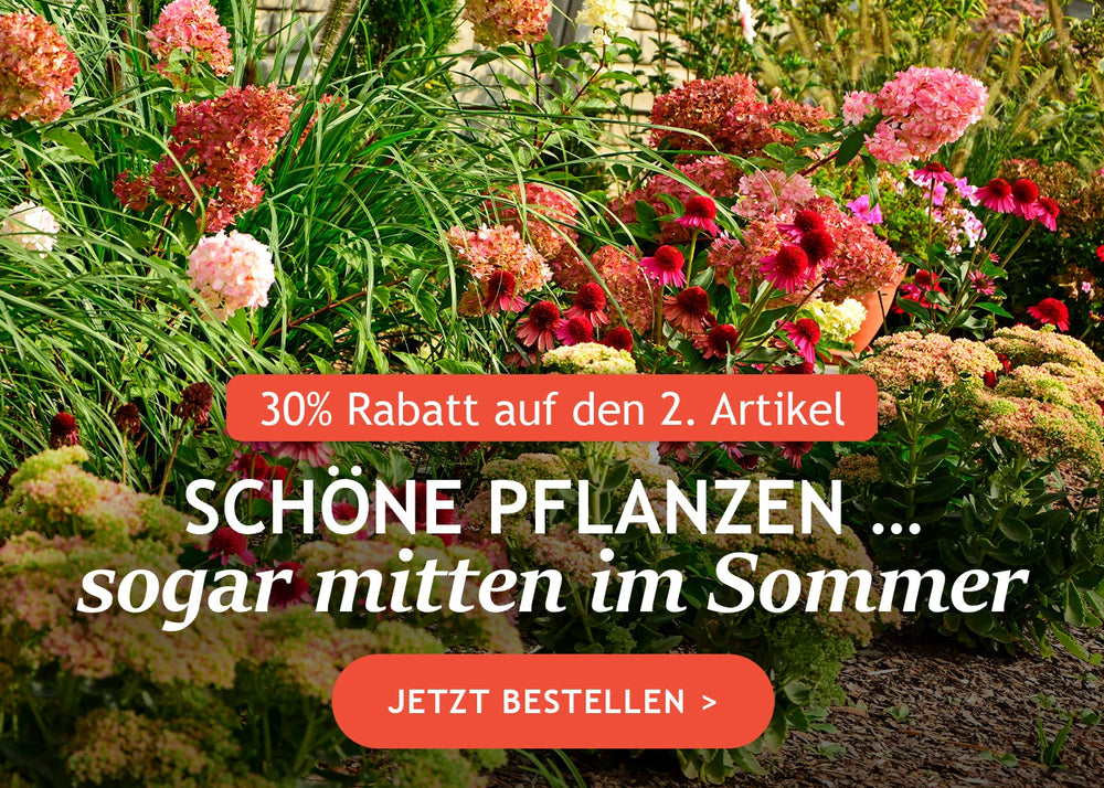 Schöne Pflanzen … sogar mitten im Sommer: die 2. für -30%