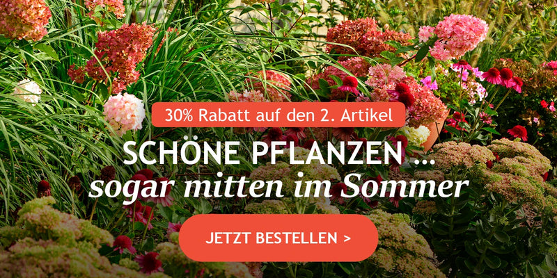 Schöne Pflanzen … sogar mitten im Sommer: die 2. für -30%