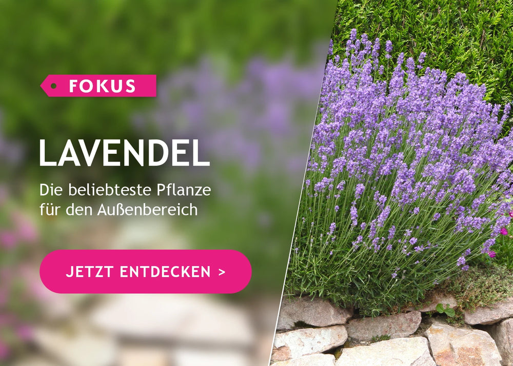 Im Fokus: Lavendel