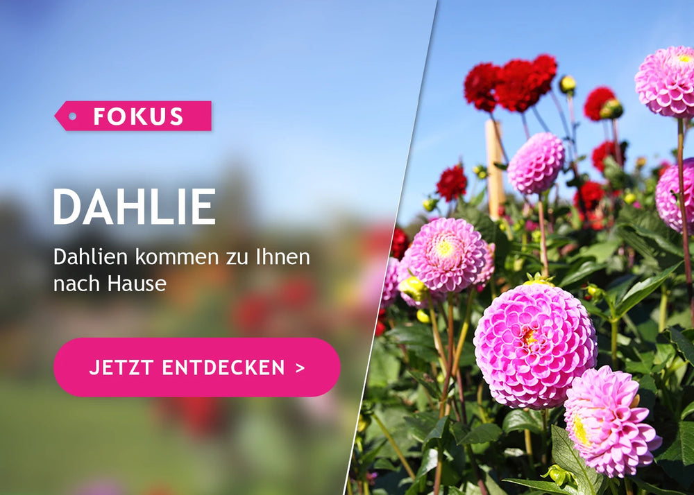 Fokus Dahlie