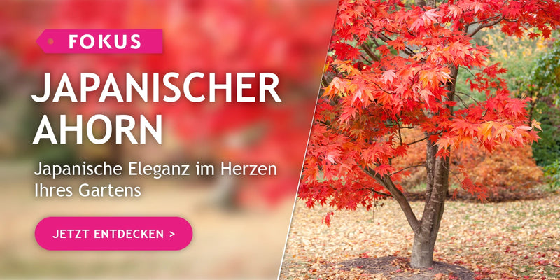 Fokus auf den japanischen Ahorn