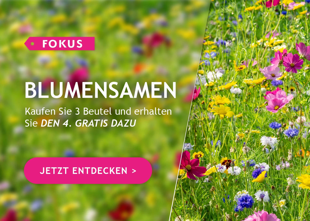 Blumensamen: 3 Packungen kaufen, die 4. gratis!