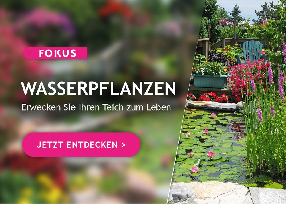 Fokus Wasserpflanzen