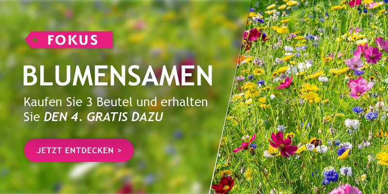 Blumensamen: 3 Packungen kaufen, die 4. gratis!