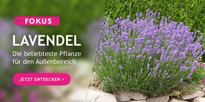 Im Fokus: Lavendel