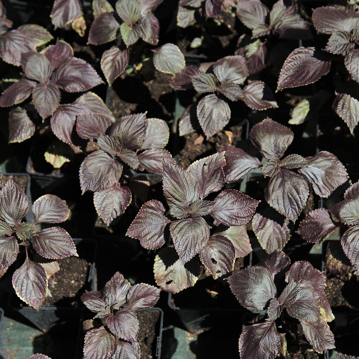 Perilla rot (Shiso) - Willemse