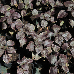 Roter Shiso (Perilla) - Willemse