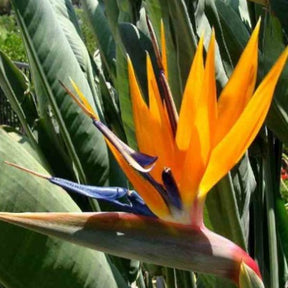 Strelitzia reginae - Paradiesvogelblume Strelitzia - Strelitzia reginae - Paradiesvogelblume