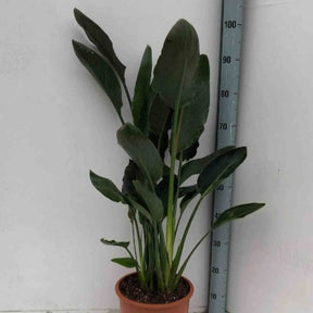 Paradiesvogelblume Strelitzia