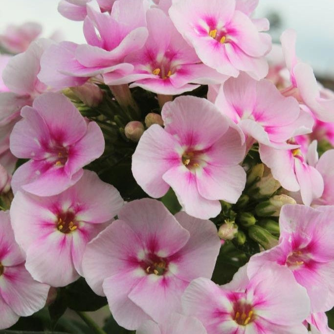 Stauden Phlox (x3) - Willemse