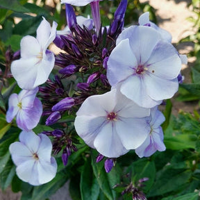 Stauden Phlox (x3) - Willemse