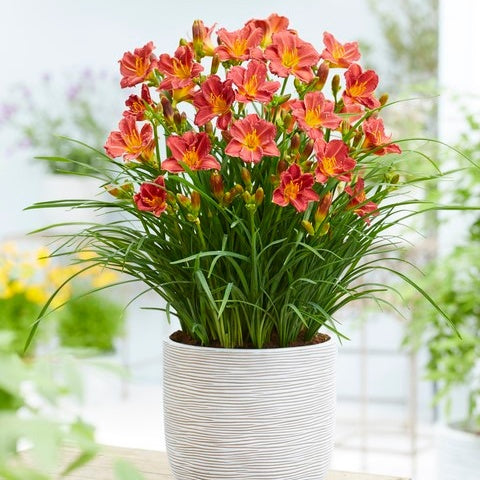 Taglilien 'Everydaylily Red Ribs' (x3) - Willemse