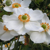 Herbst-Anemone 'Honorine Jobert' - Willemse