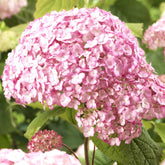 Hortensie ‘Candybelle Bubblegum’® - Hydrangea arborescens 'candy belle bublegum' - Willemse
