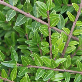 Verkauf Böschungsmyrte Moss Green - Lonicera pileata 'moss green'