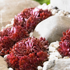 Hauswurz ‘Chick Charms’® - Sempervivum 'chick charmes' - Willemse