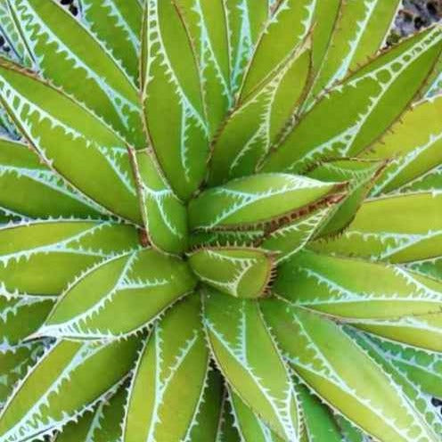 Agave - Willemse