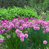 Zierlauch Lavender Bubbles - Willemse