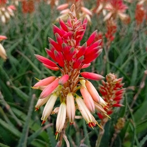 Verkauf Aloe Safari Sunrise - Aloe x safari Sunrise ®