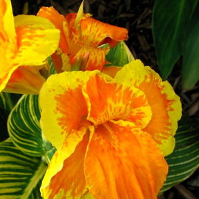 Blumenrohr Tropicanna Gold - Canna tropicanna ® gold - Willemse