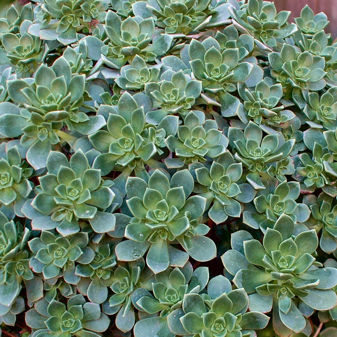 Echeverie ‘Haworthii’ - Willemse