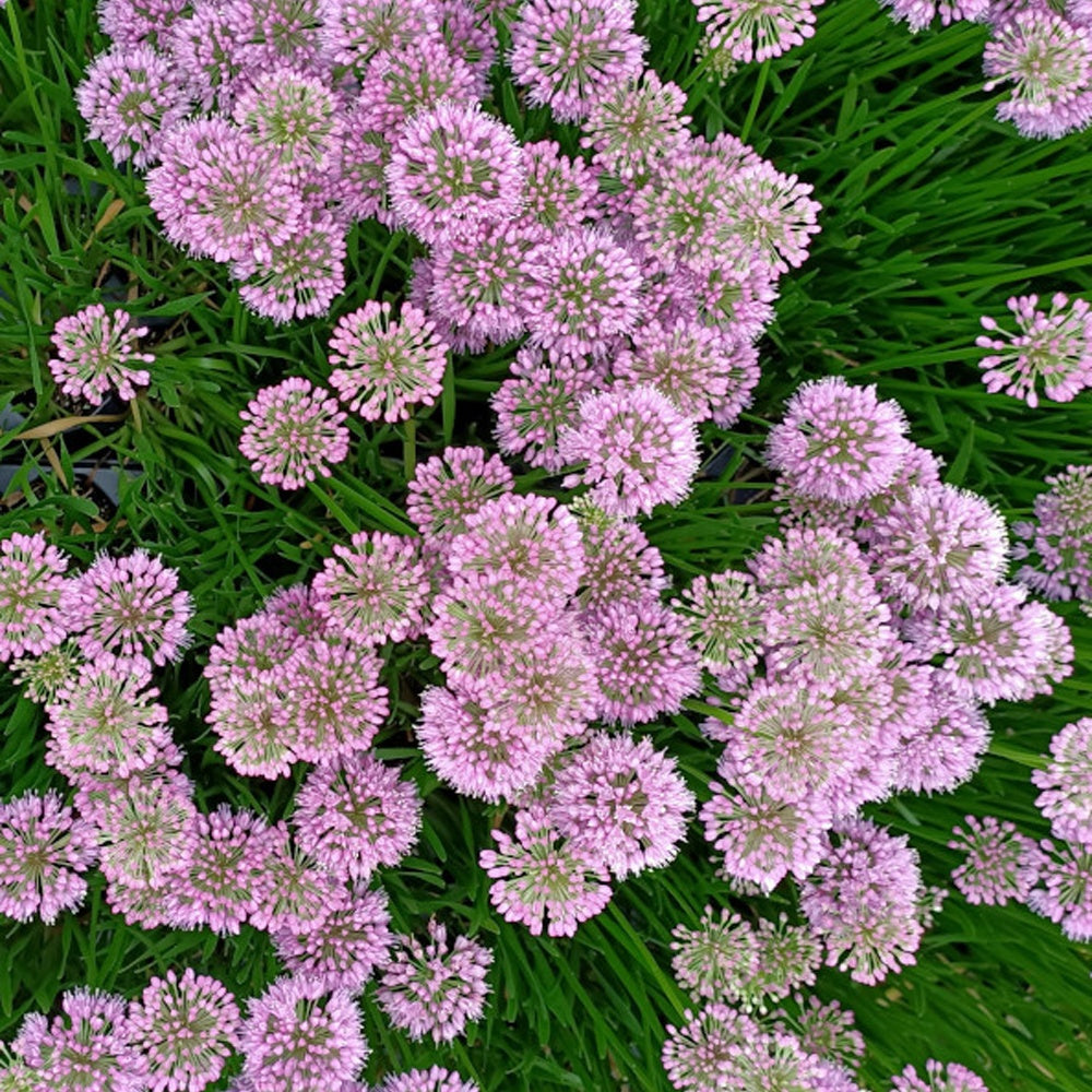 Allium Millenium - Zierlauch Millenium - Blühende Stauden