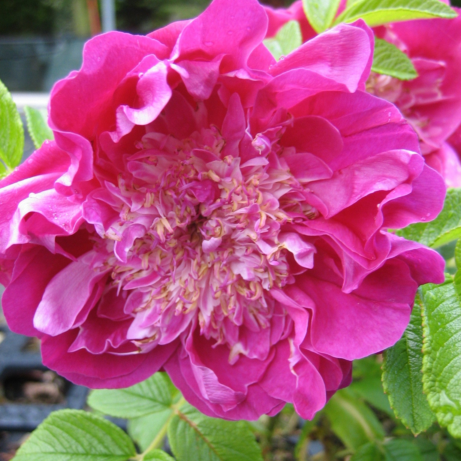 Strauchrose 'Pompom Perfume' - Rosa rugosa Pompom Perfume - Willemse