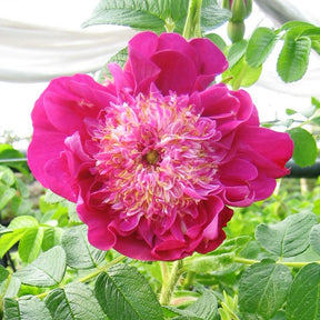 Strauchrose 'Pompom Perfume' - Willemse