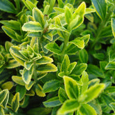 Japanischer Spindelstrauch 'Microphyllus Aureovariegatus' - Euonymus japonicus microphyllus Aureovariegatus - Willemse