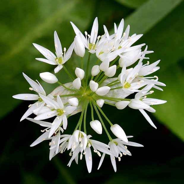 Knoblauchzwiebeln - Saatgut Bärlauch - Allium ursinum
