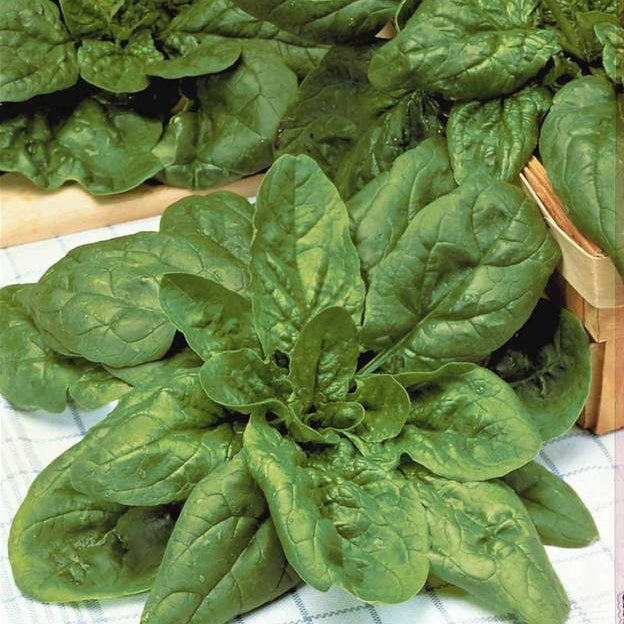 Spinacia - Spinat - Riesen-Winterspinat BIO - Epinard geant d'hiver