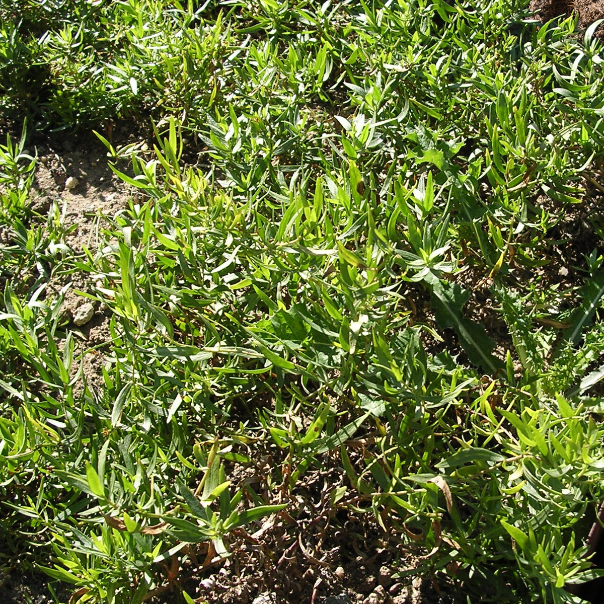 Russischer Estragon - Willemse