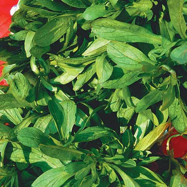 Feldsalat Bio - Willemse