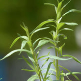 Sommer-Bohnenkraut - Willemse