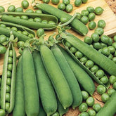 Zwergerbse Orion - Willemse