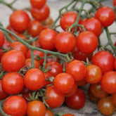 Kirschtomate Sweetie BIO - Willemse