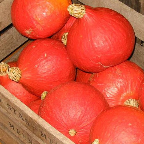Kürbis 'Uchiki Kuri' - Cucurbita maxima uchiki kuri - Saatgut