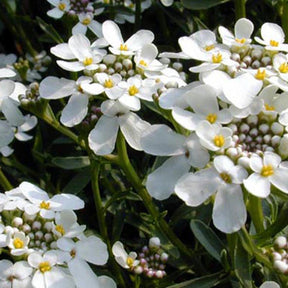 Schleifenblume - Gänsekresse - Iberis sempervirens 'weisser zwerg'