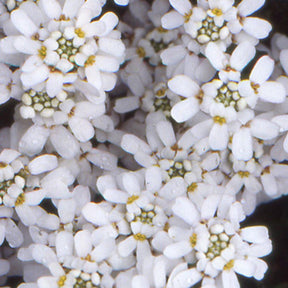 Verkauf Gänsekresse - Iberis sempervirens 'weisser zwerg'