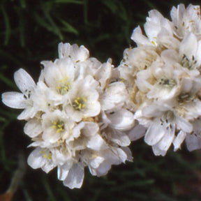 Grasnelke 'Alba' - Armeria maritima alba - Willemse
