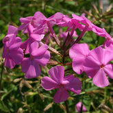Flammenblume Bill Baker - Willemse