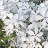 Flammenblume May Breeze - Phlox divaricata may breeze - Willemse
