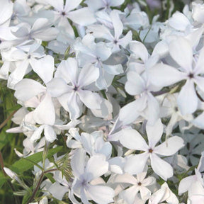 Flammenblume May Breeze - Phlox divaricata may breeze - Willemse