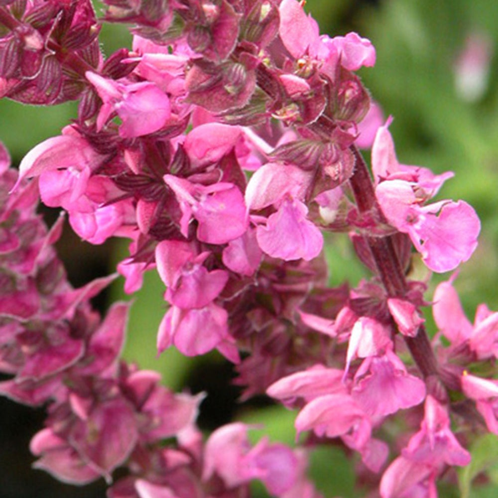 Salvia nemorosa rose queen (rosakönigin) - Wald-Salbei Rose Queen - Salbei